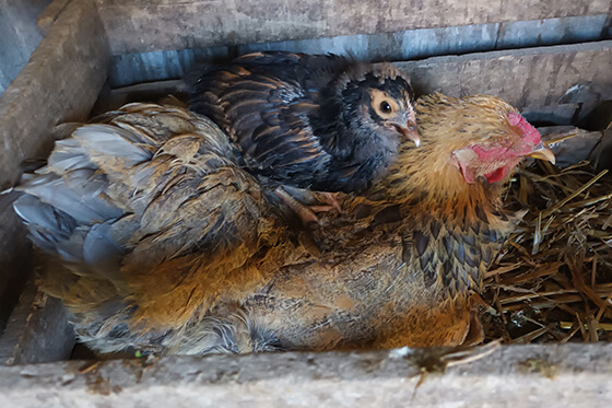 Udal bébé, juchée sur Narcette la poule