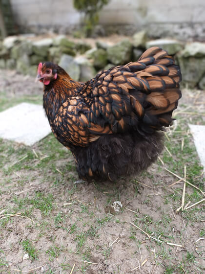 Udal, la poule