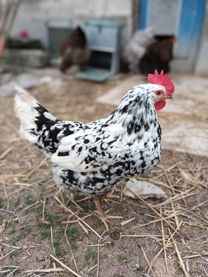 Urlita, la poule
