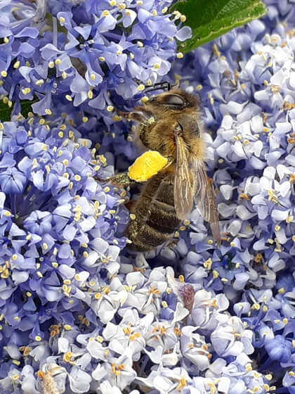 Une abeille sur du ceanothe