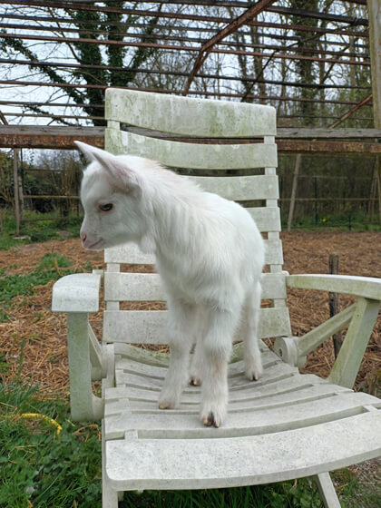 Bébé chèvre
