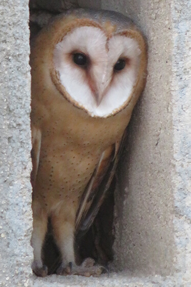 La chouette se cache dans le mur
