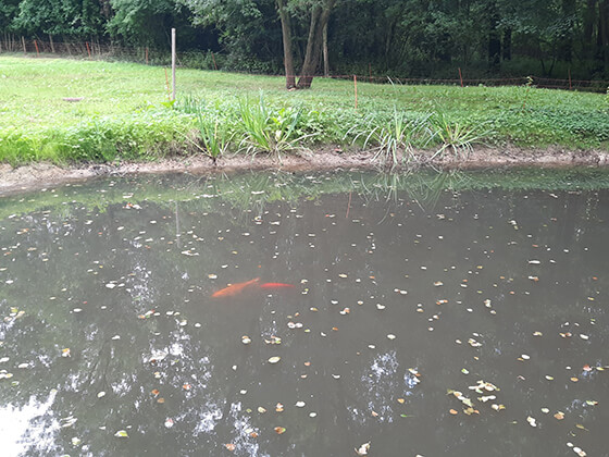L'étang et ses poissons