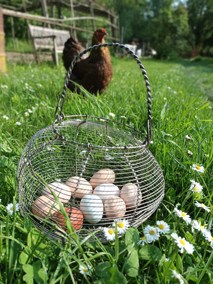 De beaux oeufs multicolores