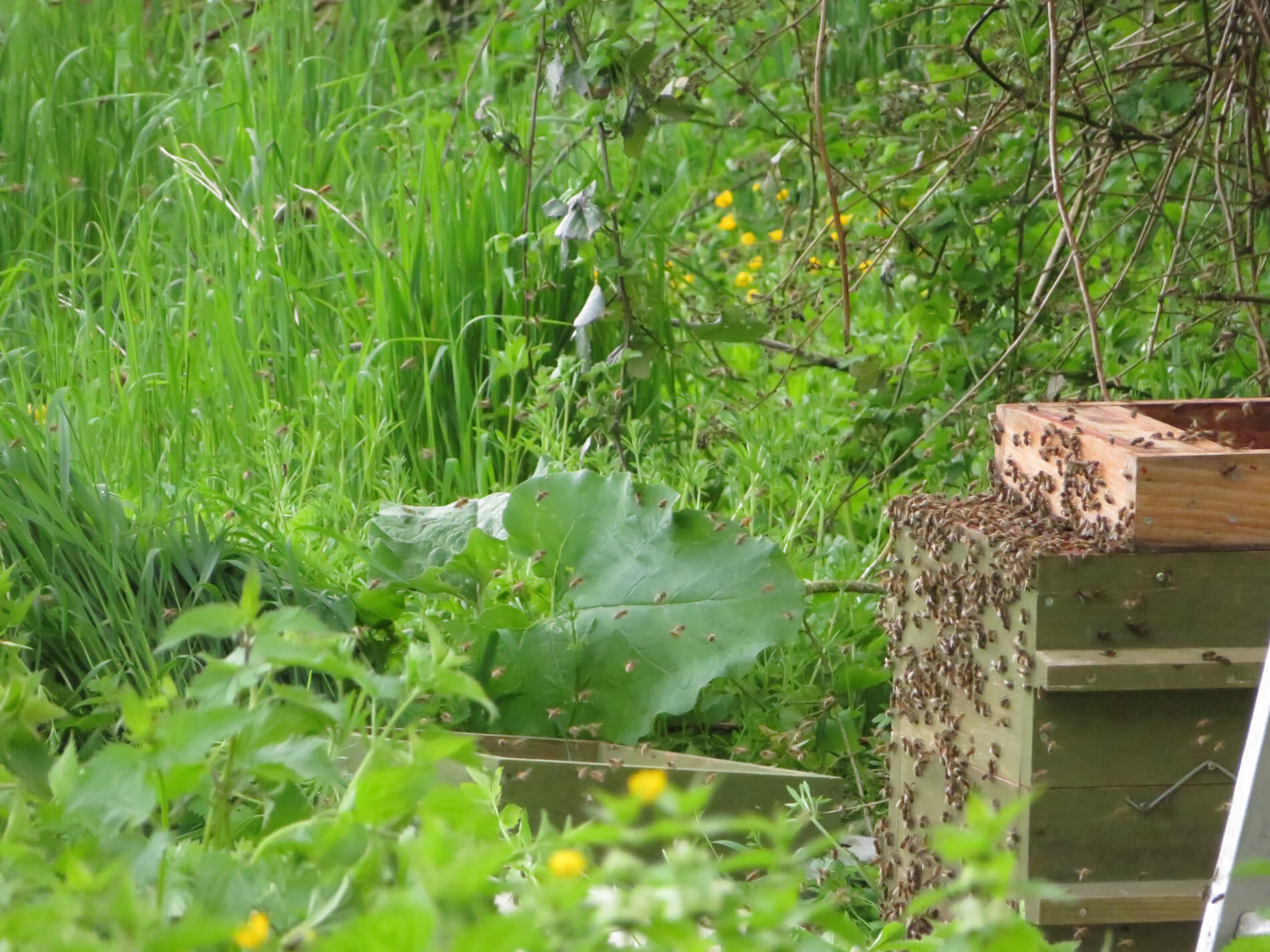 Essaim d'abeilles